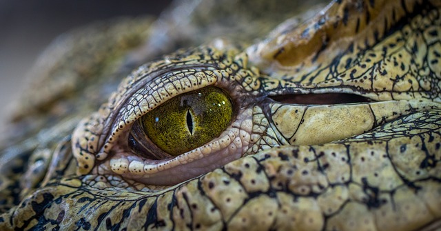 krokodýlí oko